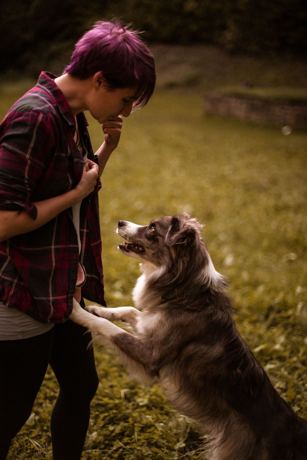 Opiera się o mnie Ghost - najmłodszy z moich psów, atypical merle Border Collie