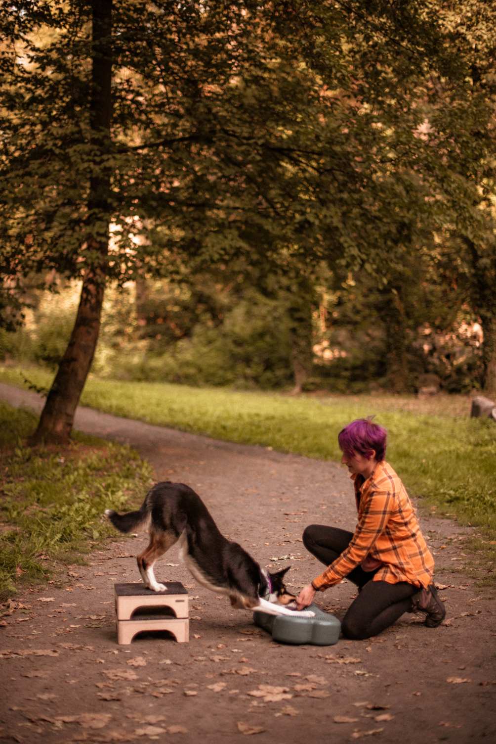 Tricolor smooth border collie ćwiczy ze mną ukłon w parku
