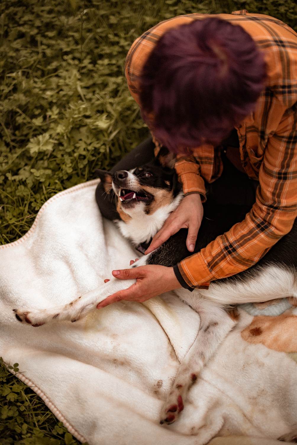 Masuję border collie który leży na kocyku i patrzy na mnie z otwartym pyskiem