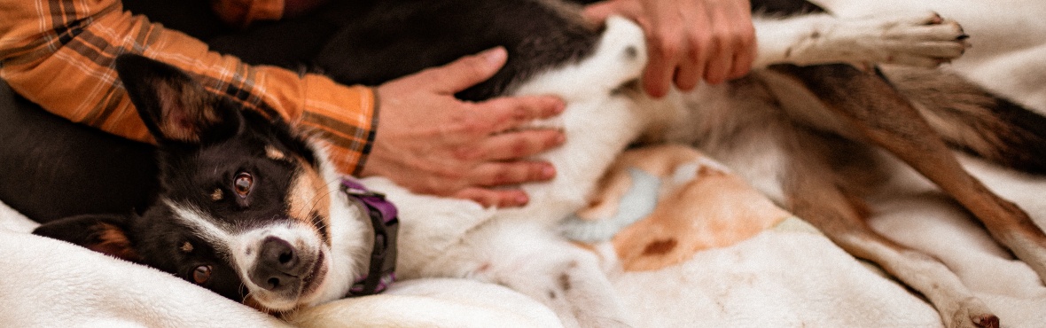 Nagłówek, tricolor smooth border collie leży na kocyku i patrzy na widza